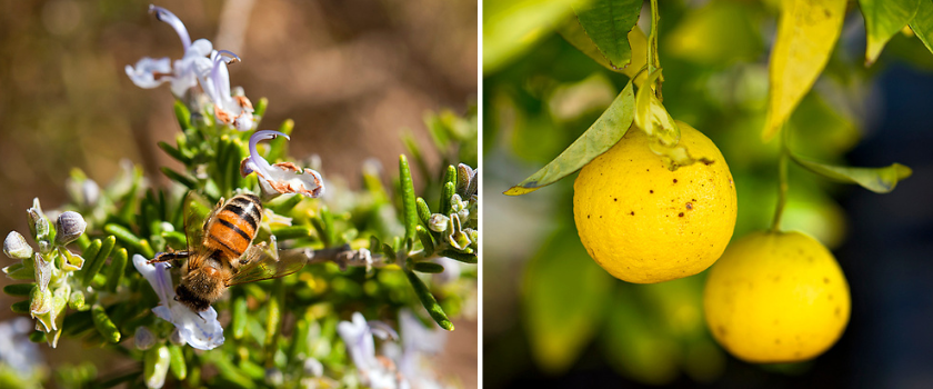 Bumble bee on flower and Lemons